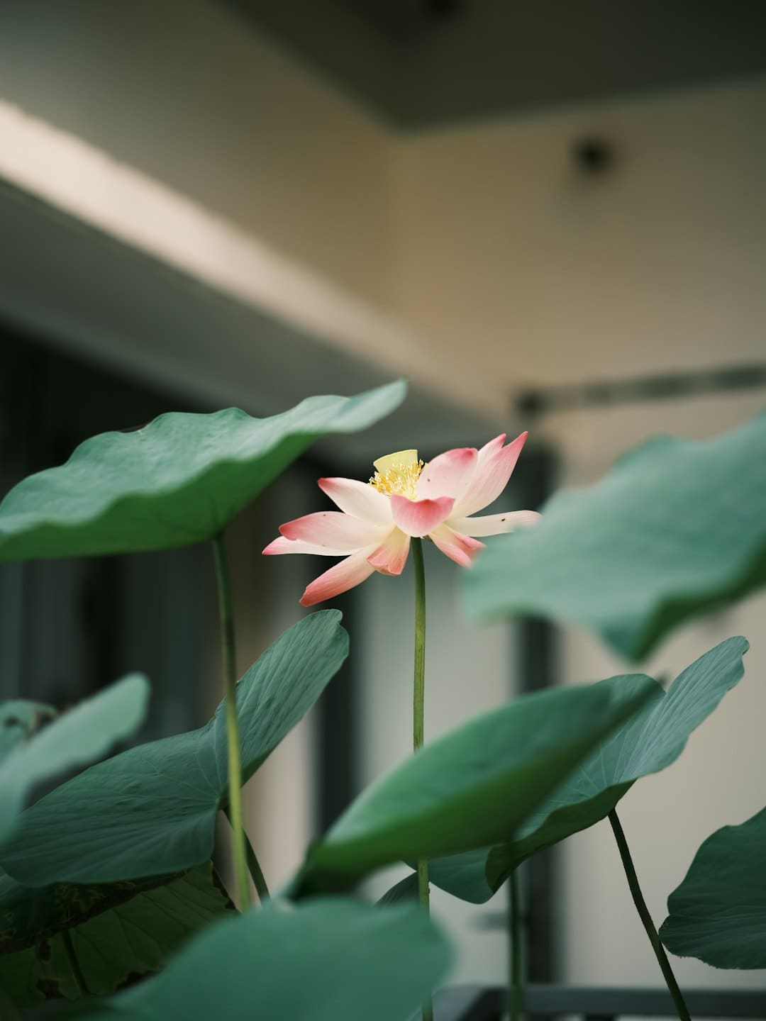 西红柿柠檬水 夏天健康代餐首选